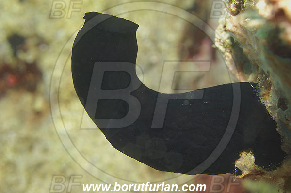 Kas, Turkey, Mediterranean sea, Phallusia fumigata, Phallusia, Ascidiidae, Black sea squirt, Sea squirt, Ascidiacea, Tunicata, Tunicate, Reef