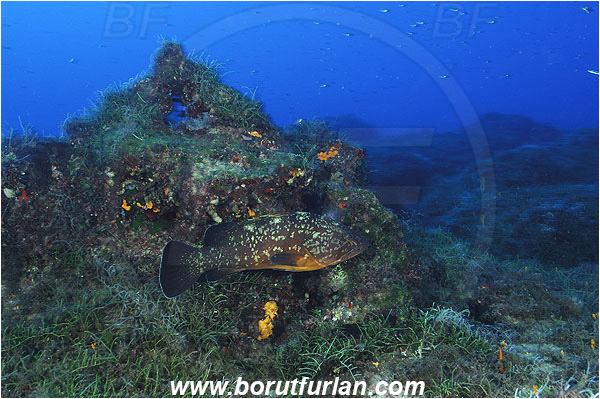 Kas, Turkey, Mediterranean sea, Epinephelus marginatus, Epinephelus, Serranidae, Dusky grouper, Grouper, Fish, Reef