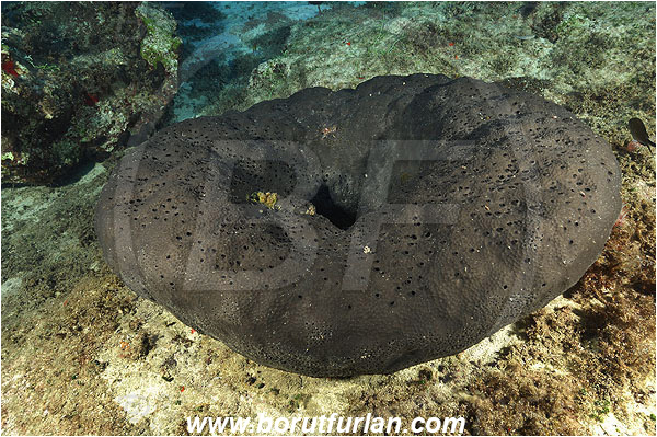 Kas, Turkey, Mediterranean sea, Sarcotragus foetidus, Sarcotragus, Irciniidae, Sponge, Porifera, Reef