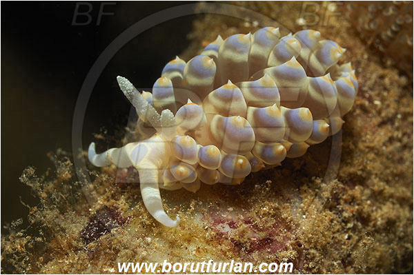 Kas, Turkey, Mediterranean sea, Baeolidia moebii, Baeolidia, Aeolidiidae, Aeolid nudibranch, Nudibranch, Sea slug, Gastropoda, Mollusca