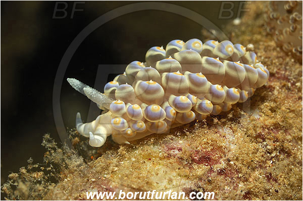 Kas, Turkey, Mediterranean sea, Baeolidia moebii, Baeolidia, Aeolidiidae, Aeolid nudibranch, Nudibranch, Sea slug, Gastropoda, Mollusca