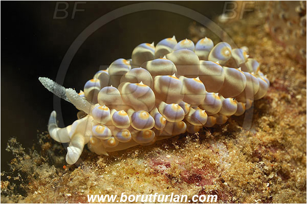 Kas, Turkey, Mediterranean sea, Baeolidia moebii, Baeolidia, Aeolidiidae, Aeolid nudibranch, Nudibranch, Sea slug, Gastropoda, Mollusca