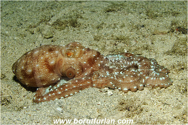 Kas, Turkey, Mediterranean sea, Callistoctopus macropus, Callistoctopus, Octopodidae, White spotted octopus, Octopus, Cephalopoda, Mollusca, Mollusc