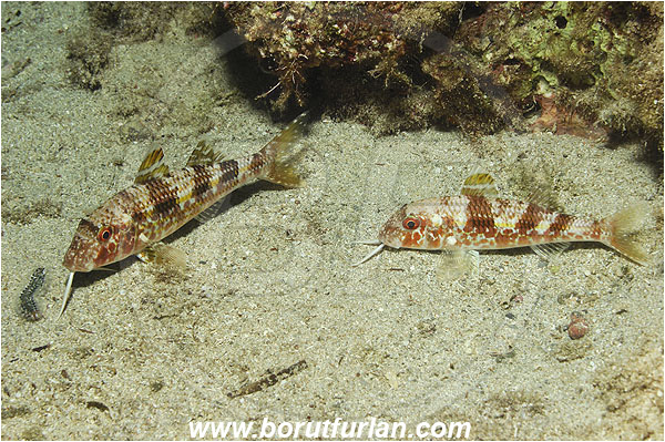 Kas, Turkey, Mediterranean sea, Mullus surmuletus, Mullus, Mullidae, Striped red mullet, Mullet, Goatfish, Fish
