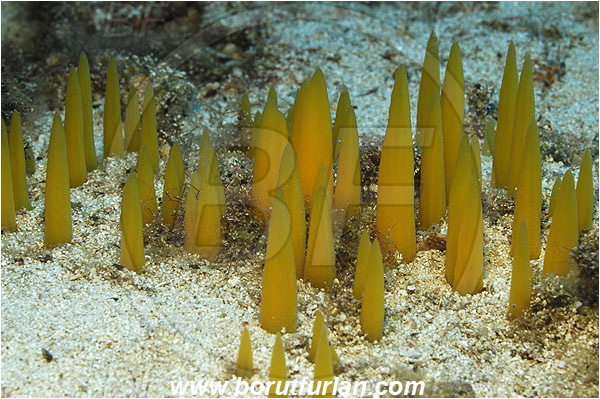 Kas, Turkey, Mediterranean sea, Ciocalypta penicillus, Ciocalypta, Halichondriidae, Brush sponge, Sponge, Porifera