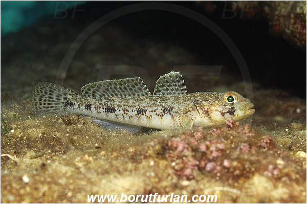 Kas, Turkey, Mediterranean sea, Gobius geniporus, Gobius, Gobiidae, Slender goby, Goby, Fish