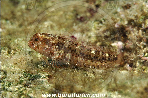 Kas, Turkey, Mediterranean sea, Parablennius zvonimiri, Parablennius, Blenniidae, Zvonimir