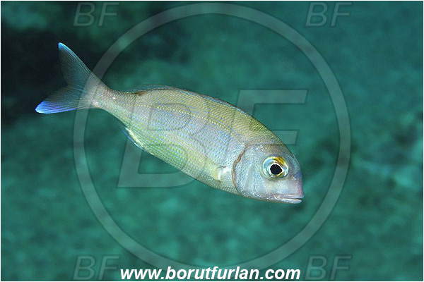 Kas, Turkey, Mediterranean sea, Pagrus pagrus, Pagrus, Sparidae, Red porgy, Porgy, Fish