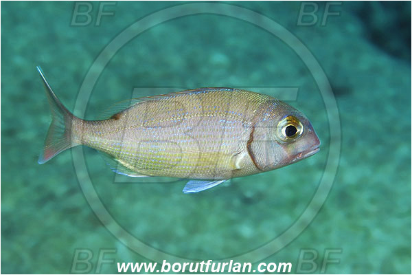 Kas, Turkey, Mediterranean sea, Pagrus pagrus, Pagrus, Sparidae, Red porgy, Porgy, Fish