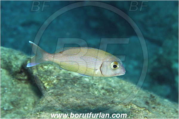 Kas, Turkey, Mediterranean sea, Pagrus pagrus, Pagrus, Sparidae, Red porgy, Porgy, Fish
