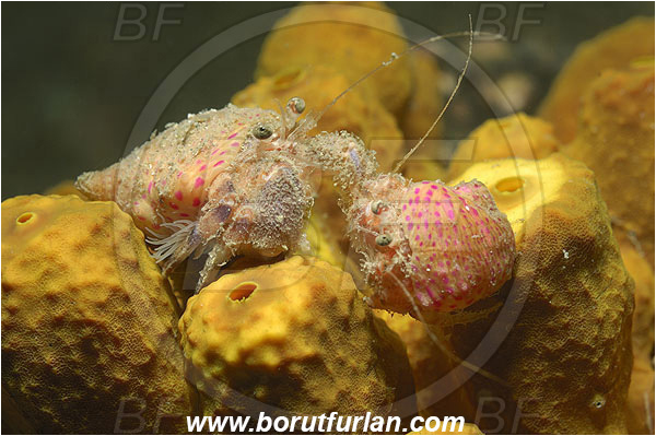 Piran, Slovenia, Adriatic sea, Mediterranean sea, Pagurus prideaux, Pagurus, Paguridae, Crustacea, Crustacean, Anemone hermit crab, Hermit crab, Crab