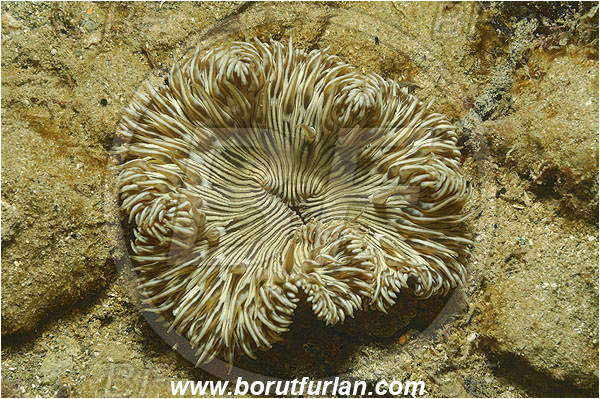 Piran, Slovenia, Adriatic sea, Mediterranean sea, Cereus pedunculatus, Cereus, Sagartiidae, Daisy anemone, Anemone, Anthozoa, Cnidaria, Cnidarian