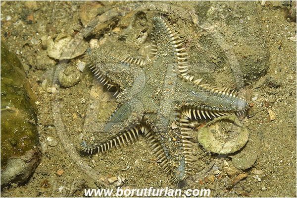Piran, Slovenia, Adriatic sea, Mediterranean sea, Astropecten spinulosus, Astropecten, Astropectinidae, Slender starfish, Strafish, Asteroidea, Echinodermata, Echinoderm