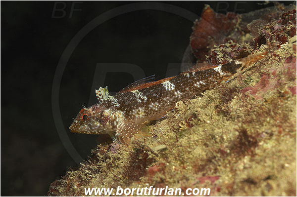 Piran, Slovenia, Adriatic sea, Mediterranean sea, Tripterygion tripteronotum, Tripterygion, Tripterygiidae, Red-black triplefin, Triplefin, Fish, Female