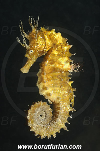 Piran, Slovenia, Adriatic sea, Mediterranean sea, Hippocampus guttulatus, Hippocampus, Syngnathidae, Long-snouted seahorse, Seahorse, Fish