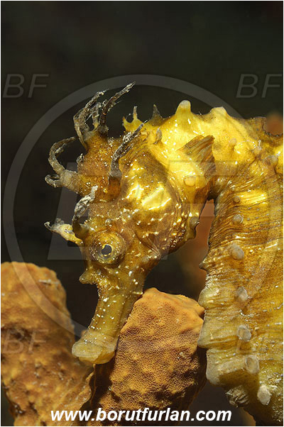 Piran, Slovenia, Adriatic sea, Mediterranean sea, Hippocampus guttulatus, Hippocampus, Syngnathidae, Long-snouted seahorse, Seahorse, Fish, Portrait