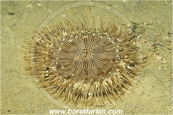 Piran, Slovenia, Adriatic sea, Mediterranean sea, Cereus pedunculatus, Cereus, Sagartiidae, Daisy anemone, Anemone, Anthozoa, Cnidaria, Cnidarian