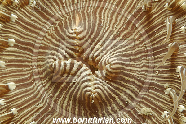Piran, Slovenia, Adriatic sea, Mediterranean sea, Cereus pedunculatus, Cereus, Sagartiidae, Daisy anemone, Anemone, Anthozoa, Cnidaria, Cnidarian, Abstract
