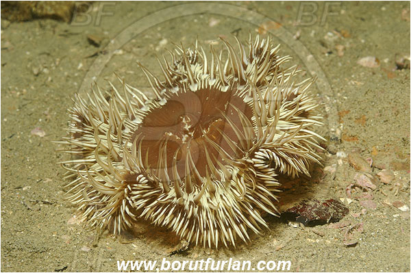 Piran, Slovenia, Adriatic sea, Mediterranean sea, Cereus pedunculatus, Cereus, Sagartiidae, Daisy anemone, Anemone, Anthozoa, Cnidaria, Cnidarian