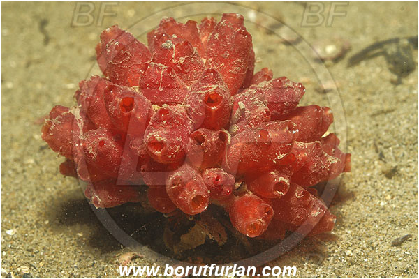 Piran, Slovenia, Adriatic sea, Mediterranean sea, Distomus variolosus, Distomus, Styelidae, Sea squirt, Ascidiacea, Tunicata, Tunicate
