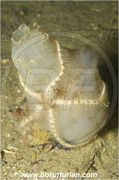 Piran, Slovenia, Adriatic sea, Mediterranean sea, Ophiothrix fragilis, Ophiothrix, Ophiotrichidae, Common brittlestar, Brittlestar, Ophiuroidea, Echinodermata, Echinoderm, Phallusia mammillata, Phallusia, Ascidiidae, White warty sea squirt, Sea squirt, Ascidiacea, Tunicata, Tunicate