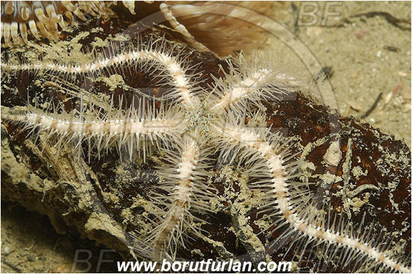 Piran, Slovenia, Adriatic sea, Mediterranean sea, Ophiothrix fragilis, Ophiothrix, Ophiotrichidae, Common brittlestar, Brittlestar, Ophiuroidea, Echinodermata, Echinoderm