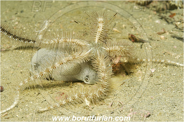 Piran, Slovenia, Adriatic sea, Mediterranean sea, Ophiothrix fragilis, Ophiothrix, Ophiotrichidae, Common brittlestar, Brittlestar, Ophiuroidea, Echinodermata, Echinoderm