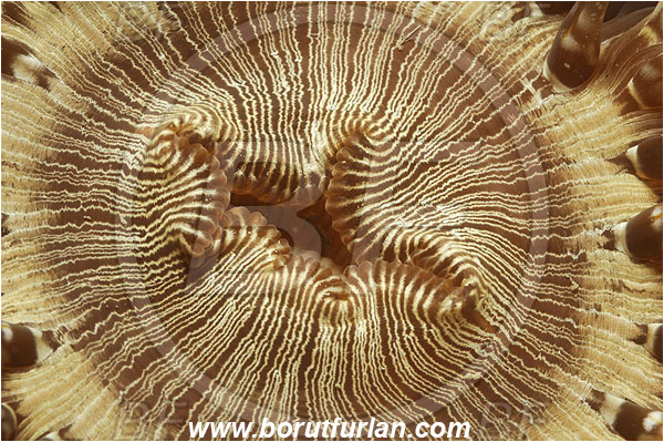 Piran, Slovenia, Adriatic sea, Mediterranean sea, Cereus pedunculatus, Cereus, Sagartiidae, Daisy anemone, Anemone, Anthozoa, Cnidaria, Cnidarian, Abstract