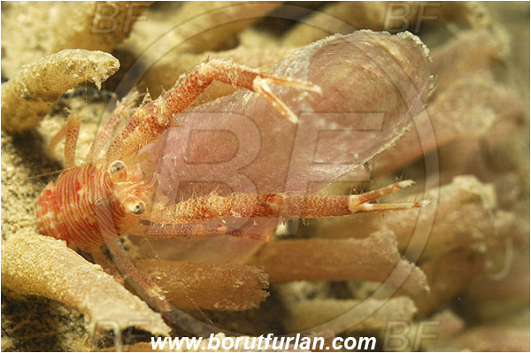 Piran, Slovenia, Adriatic sea, Mediterranean sea, Galathea nexa, Galathea, Galatheidae, Decapoda, Squat lobster, Crustacea, Crustacean