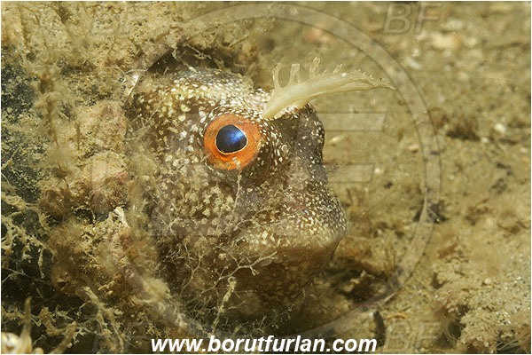 Piran, Slovenia, Adriatic sea, Mediterranean sea, Blennius ocellaris, Blennius, Blenniidae, Butterfly blenny, Blenny, Fish, Portrait