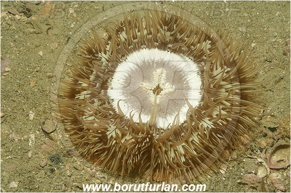 Piran, Slovenia, Adriatic sea, Mediterranean sea, Cereus pedunculatus, Cereus, Sagartiidae, Daisy anemone, Anemone, Anthozoa, Cnidaria, Cnidarian