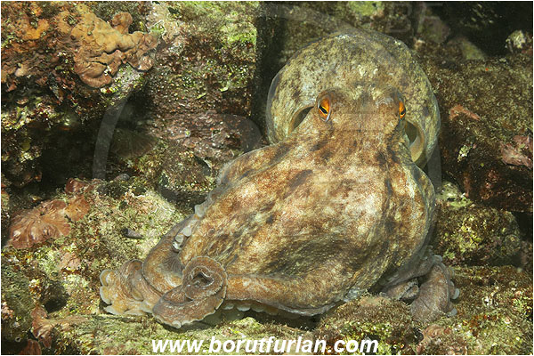 Piran, Slovenia, Adriatic sea, Mediterranean sea, Eledone moschata, Eledone, Eledonidae, Musky octopus, Octopus, Cephalopoda, Mollusca, Mollusc