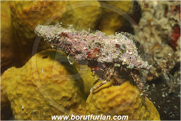 Piran, Slovenia, Adriatic sea, Mediterranean sea, Pagurus anachoretus, Pagurus, Paguridae, Crustacea, Crustacean, Long-armed Hermit Crab, Hermit crab, Crab