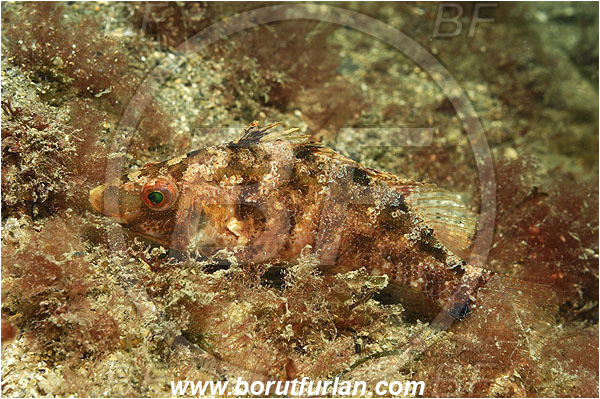 Piran, Slovenia, Adriatic sea, Mediterranean sea, Symphodus cinereus, Symphodus, Labridae, Gray wrasse, Wrasse, Fish