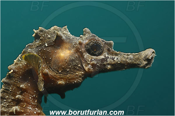 Piran, Slovenia, Adriatic sea, Mediterranean sea, Hippocampus hippocampus, Hippocampus, Syngnathidae, Short-snouted seahorse, Seahorse, Fish, Portrait