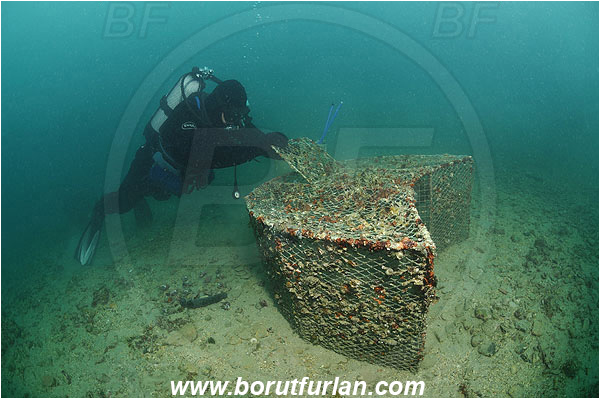 Piran, Slovenia, Adriatic sea, Mediterranean sea, Diver, Aquarist, Fish trap, Collecting for aquarium