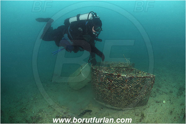 Piran, Slovenia, Adriatic sea, Mediterranean sea, Diver, Aquarist, Fish trap, Collecting for aquarium