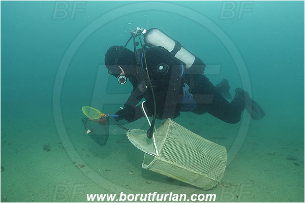 Piran, Slovenia, Adriatic sea, Mediterranean sea, Diver, Aquarist, Fish trap, Collecting for aquarium