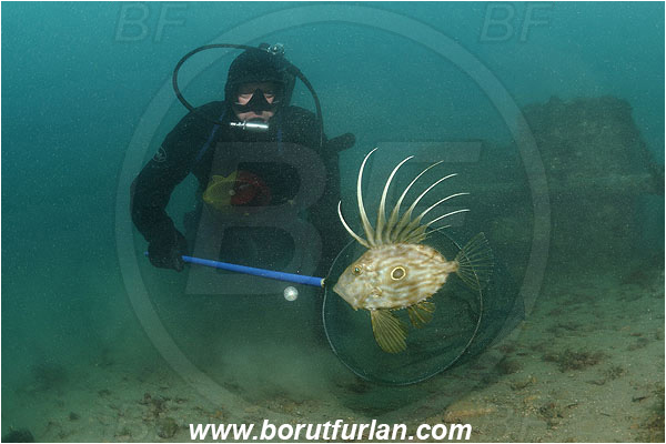 Piran, Slovenia, Adriatic sea, Mediterranean sea, Diver, Aquarist, Collecting for aquarium, Catching fish, Zeus faber, Zeus, Zeidae, John Dory, St Pierre, Peter