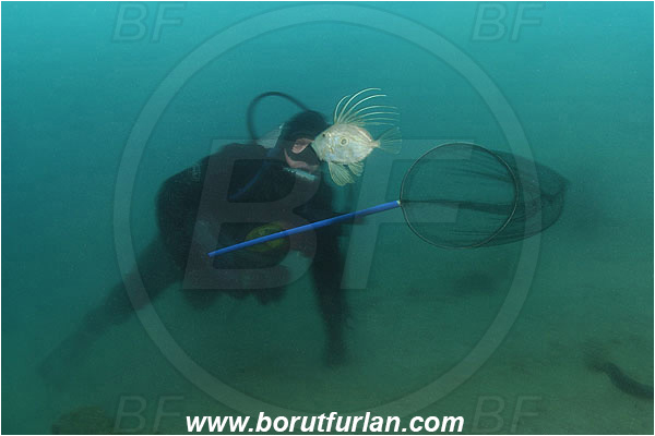 Piran, Slovenia, Adriatic sea, Mediterranean sea, Diver, Aquarist, Collecting for aquarium, Catching fish, Zeus faber, Zeus, Zeidae, John Dory, St Pierre, Peter