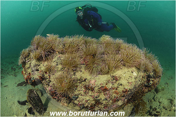 Piran, Slovenia, Adriatic sea, Mediterranean sea, Anemonia sulcata, Anemonia, Actiniidae, Mediterranean snakelocks sea anemone, Anemone, Anthozoa, Cnidaria, Cnidarian, Diver