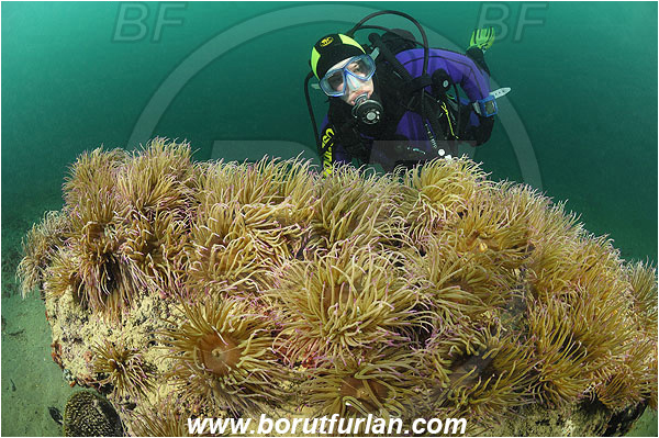 Piran, Slovenia, Adriatic sea, Mediterranean sea, Anemonia sulcata, Anemonia, Actiniidae, Mediterranean snakelocks sea anemone, Anemone, Anthozoa, Cnidaria, Cnidarian, Diver