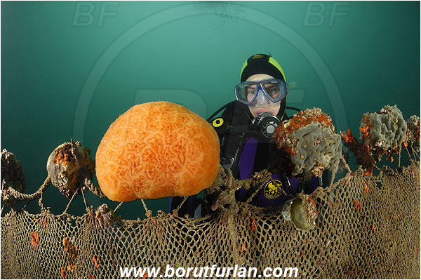 Piran, Slovenia, Adriatic sea, Mediterranean sea, Discarded fishing net, Fishing net, Diver, Aplidium conicum, Aplidium, Polyclinidae, Colony of tunicates, Conical sea squirt, Sea squirt, Ascidiacea, Tunicata, Tunicate