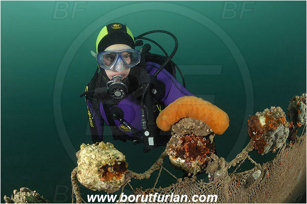 Piran, Slovenia, Adriatic sea, Mediterranean sea, Discarded fishing net, Fishing net, Diver, Dromia personata, Dromia, Dromiidae, Decapoda, Crustacea, Crustacean, Sponge crab, Crab, Aplidium conicum, Aplidium, Polyclinidae, Colony of tunicates, Conical sea squirt, Sea squirt, Ascidiacea, Tunicata, Tunicate, Portrait, Face