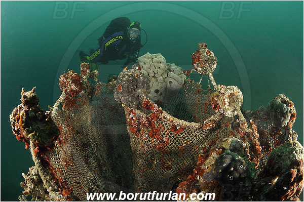 Piran, Slovenia, Adriatic sea, Mediterranean sea, Discarded fishing net, Fishing net, Diver