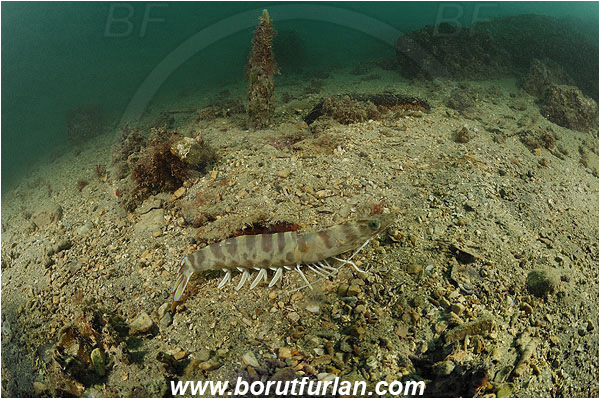 Piran, Slovenia, Adriatic sea, Mediterranean sea, Penaeus kerathurus, Penaeus, Penaeidae, Decapoda, Caramote prawn, Striped prawn, Prawn, Shrimp, Crustacea, Crustacean, Sand, Reef