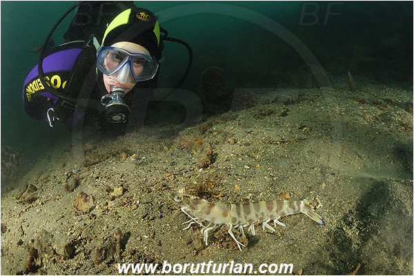 Piran, Slovenia, Adriatic sea, Mediterranean sea, Penaeus kerathurus, Penaeus, Penaeidae, Decapoda, Caramote prawn, Striped prawn, Prawn, Shrimp, Crustacea, Crustacean, Sand, Diver, Portrait, Face
