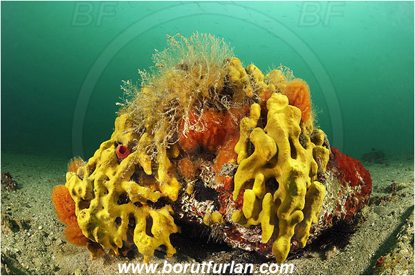 Piran, Slovenia, Adriatic sea, Mediterranean sea, Aplysina aerophoba, Aplysina, Aplysinidae, Yellow Tube Sponge, Golden Sponge, Sponge, Porifera, Reef, Aplidium proliferum, Aplidium, Polycitoridae, Colony of Tunicates, Colonial sea squirt, Sea squirt, Ascidiacea, Tunicata, Tunicate