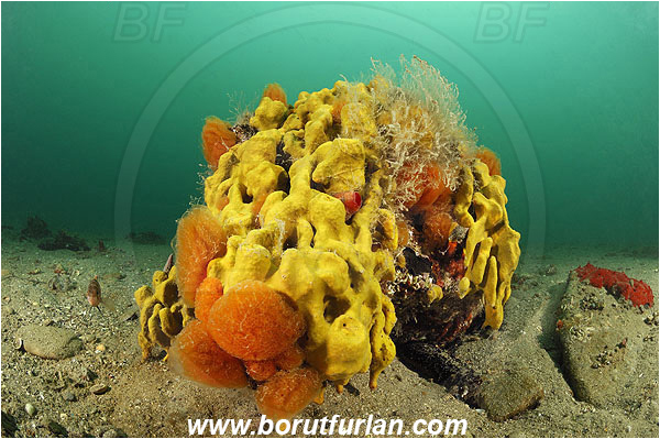 Piran, Slovenia, Adriatic sea, Mediterranean sea, Aplysina aerophoba, Aplysina, Aplysinidae, Yellow Tube Sponge, Golden Sponge, Sponge, Porifera, Reef, Aplidium proliferum, Aplidium, Polycitoridae, Colony of Tunicates, Colonial sea squirt, Sea squirt, Ascidiacea, Tunicata, Tunicate