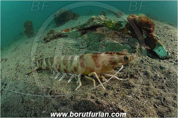 Piran, Slovenia, Adriatic sea, Mediterranean sea, Penaeus kerathurus, Penaeus, Penaeidae, Decapoda, Caramote prawn, Striped prawn, Prawn, Shrimp, Crustacea, Crustacean, Reef